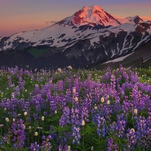 Meet your Posher, Lex